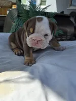 Echo, a female English Bulldog for sale in Redlands, CA – Photo 2 of 10