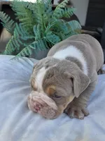 Charlie, a male English Bulldog for sale in Redlands, CA – Photo 8 of 10