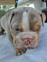 Charlie, a male English Bulldog for sale in Redlands, CA – Photo 7 of 10