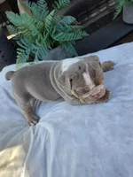 Charlie, a male English Bulldog for sale in Redlands, CA – Photo 9 of 10