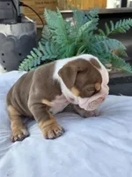 Echo, a female English Bulldog for sale in Redlands, CA – Photo 4 of 10