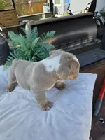 Charlie, a male English Bulldog for sale in Redlands, CA – Photo 10 of 10