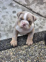Charlie - AKC registered , a male English Bulldog for sale in Redlands, CA – 9 of 10