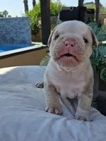 Blue-eyed Alpha , a male English Bulldog for sale in Redlands, CA – 7 of 9