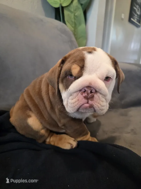 Echo girl  – English Bulldog puppy for sale in Redlands, CA
