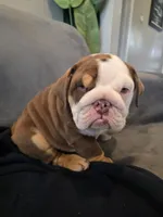 Golf , a female English Bulldog for sale in Redlands, CA – 1 of 10
