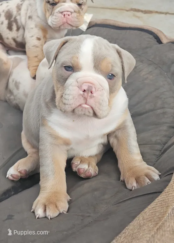 Charlie - AKC registered  – English Bulldog puppy for sale in Redlands, CA