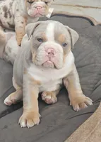 Charlie - AKC registered , a male English Bulldog for sale in Redlands, CA – 1 of 10
