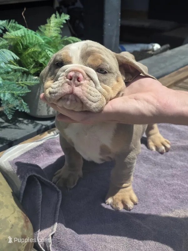 Charlie - AKC pup – English Bulldog puppy for sale in Redlands, CA