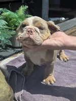 Charlie - AKC registered , a male English Bulldog for sale in Redlands, CA – 6 of 10