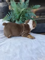 Echo girl , a female English Bulldog for sale in Redlands, CA – 8 of 8