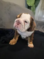 Golf , a female English Bulldog for sale in Redlands, CA – 3 of 10