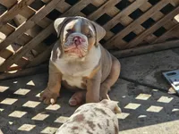 Charlie - AKC registered , a male English Bulldog for sale in Redlands, CA – 4 of 10