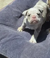 Charlie , a male English Bulldog for sale in Redlands, CA – 9 of 10