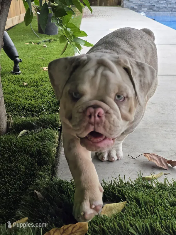 Charlie-Tri merle-blue eyes  – English Bulldog puppy for sale in Redlands, CA