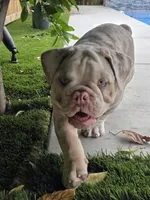 Charlie-Tri merle-blue eyes , a male English Bulldog for sale in Redlands, CA – 1 of 9