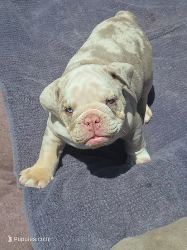 Blue-eyed Alpha  – English Bulldog puppy for sale in Redlands, CA