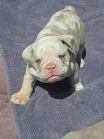 Charlie , a male English Bulldog for sale in Redlands, CA – 1 of 10