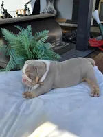 Charlie, a male English Bulldog for sale in Redlands, CA – Photo 2 of 10