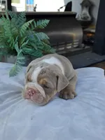Charlie, a male English Bulldog for sale in Redlands, CA – Photo 4 of 10