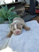 Charlie, a male English Bulldog for sale in Redlands, CA – Photo 3 of 10
