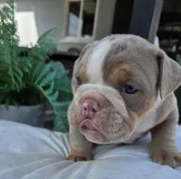Charlie, a male English Bulldog for sale in Redlands, CA – Photo 1 of 10