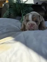 Charlie, a male English Bulldog for sale in Redlands, CA – Photo 5 of 10