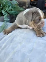 Charlie, a male English Bulldog for sale in Redlands, CA – Photo 6 of 10