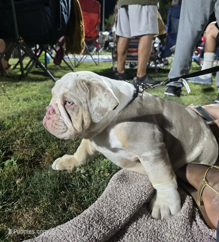Charlie-Tri merle-blue eyes  – English Bulldog puppy for sale in Redlands, CA