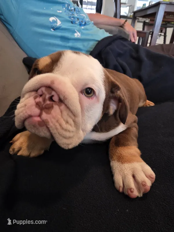 Golf  – English Bulldog puppy for sale in Redlands, CA