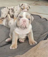 Charlie - AKC registered , a male English Bulldog for sale in Redlands, CA – 2 of 10