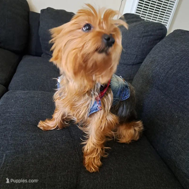 Yogie, a male Yorkshire Terrier for sale in San Jose, CA – 1 of 2