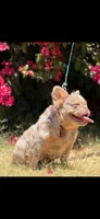 Bella, a female French Bulldog for sale in San Jose, CA – 2 of 4