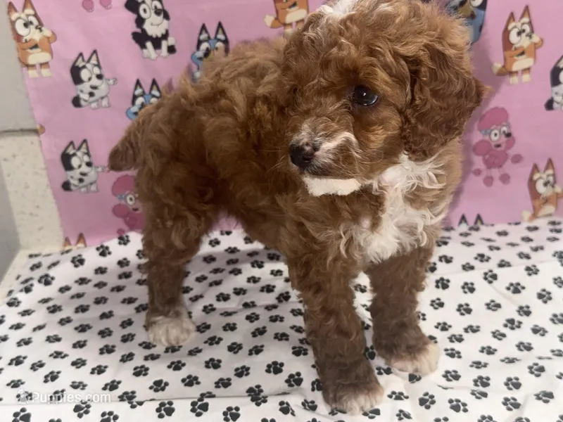 Coco teacup, a female Poodle - Toy  for sale in San Jose, CA – Photo 1 of 3