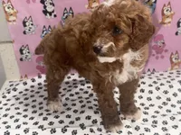 Coco teacup, a female Poodle - Toy  for sale in San Jose, CA – Photo 1 of 3