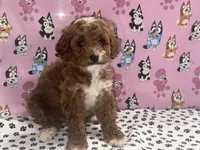 Coco teacup, a female Poodle - Toy  for sale in San Jose, CA – Photo 3 of 3