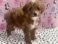 Coco teacup, a female Poodle - Toy  for sale in San Jose, CA – Photo 2 of 3