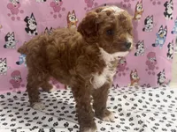 Coco teacup, a female Poodle - Toy  for sale in San Jose, CA – Photo 3 of 4