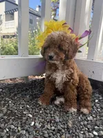 Coco teacup, a female Poodle - Toy  for sale in San Jose, CA – Photo 4 of 4