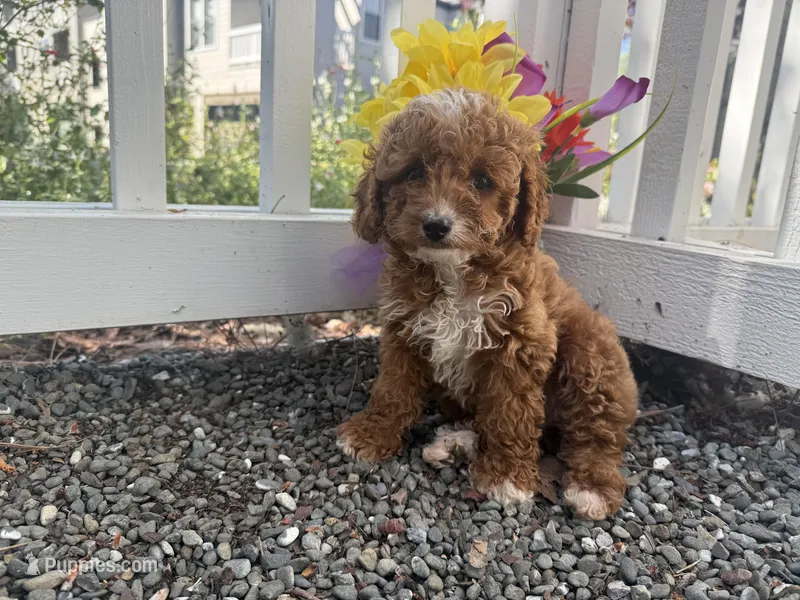 Coco teacup – Poodle - Toy  puppy for sale in San Jose, CA
