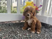 Coco teacup, a female Poodle - Toy  for sale in San Jose, CA – Photo 1 of 4