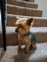 Yogie, a male Yorkshire Terrier for sale in San Jose, CA – 2 of 2