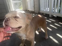 Pearl, a female French Bulldog for sale in San Jose, CA – 3 of 6