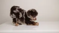 Luella , a female Poodle - Miniature  for sale in San Jose, CA – 2 of 5