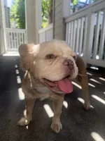 Pearl, a female French Bulldog for sale in San Jose, CA – 2 of 6