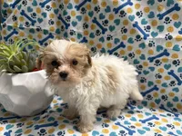 Cream Pie , a female Maltipoo for sale in San Jose, CA – Photo 2 of 5