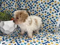 Cream Pie , a female Maltipoo for sale in San Jose, CA – Photo 3 of 5