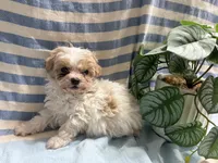Cream Pie , a female Maltipoo for sale in San Jose, CA – Photo 1 of 5
