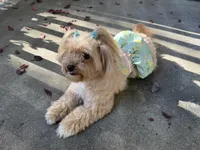 Cream Pie , a female Maltipoo for sale in San Jose, CA – Photo 5 of 5