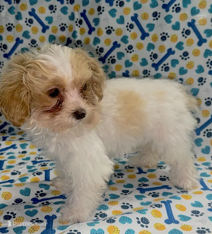 Cream Pie  – Maltipoo puppy for sale in San Jose, CA